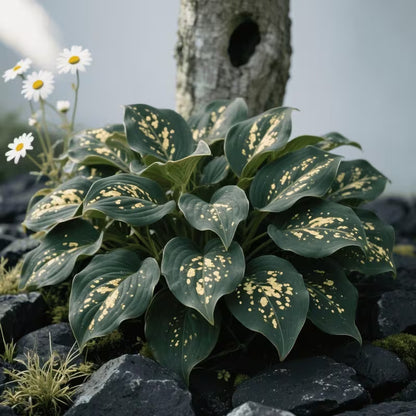 EachLiving™ GardenGlow Rare Premium Hosta Seeds Blend