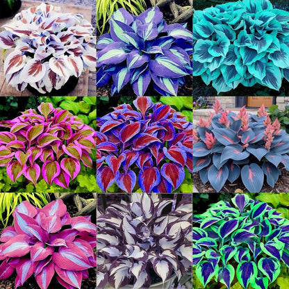 EachLiving™ GardenGlow Rare Premium Hosta Seeds Blend