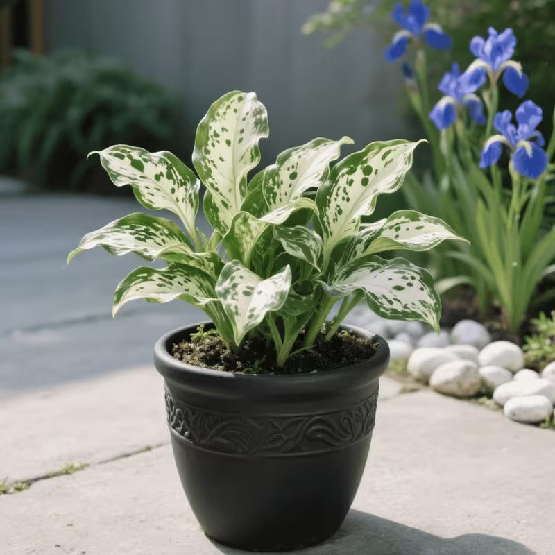 EachLiving™ GardenGlow Rare Premium Hosta Seeds Blend