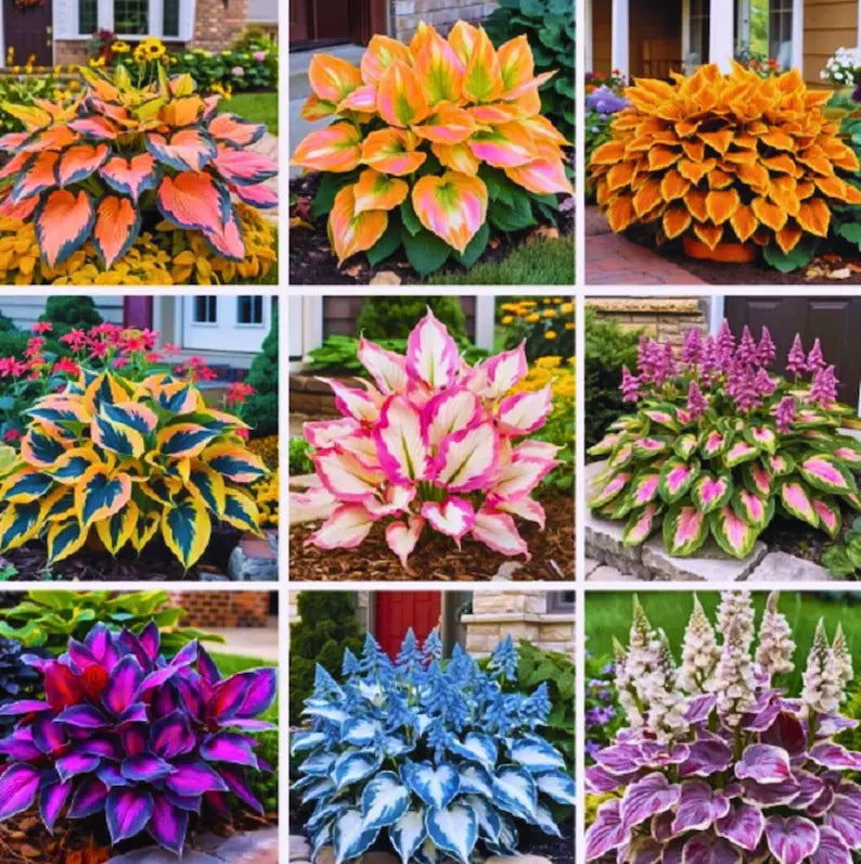 EachLiving™ GardenGlow Rare Premium Hosta Seeds Blend