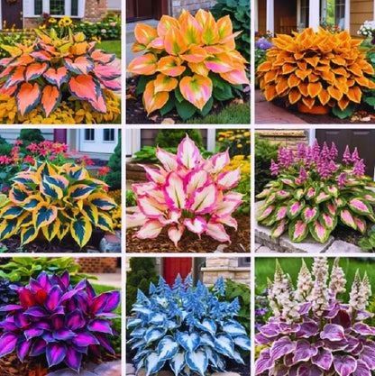 EachLiving™ GardenGlow Rare Premium Hosta Seeds Blend