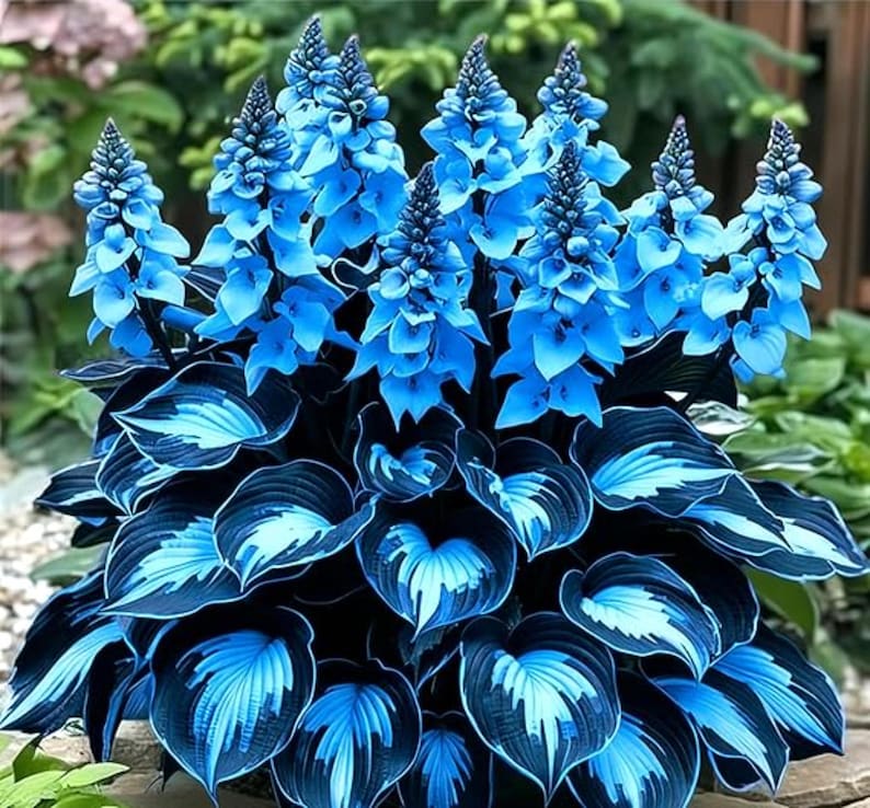 EachLiving™ GardenGlow Rare Premium Hosta Seeds Blend